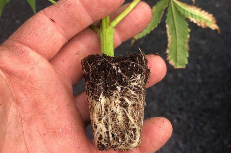 hand holding hemp plants